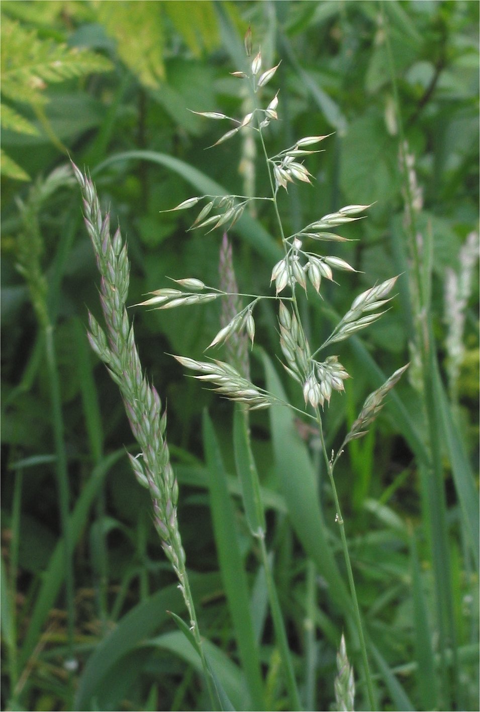 Creeping Velvetgrass photo 5