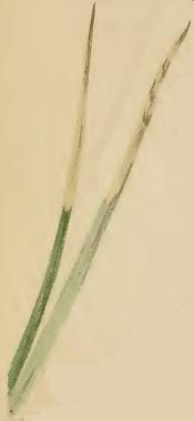 Creeping Velvetgrass photo 6