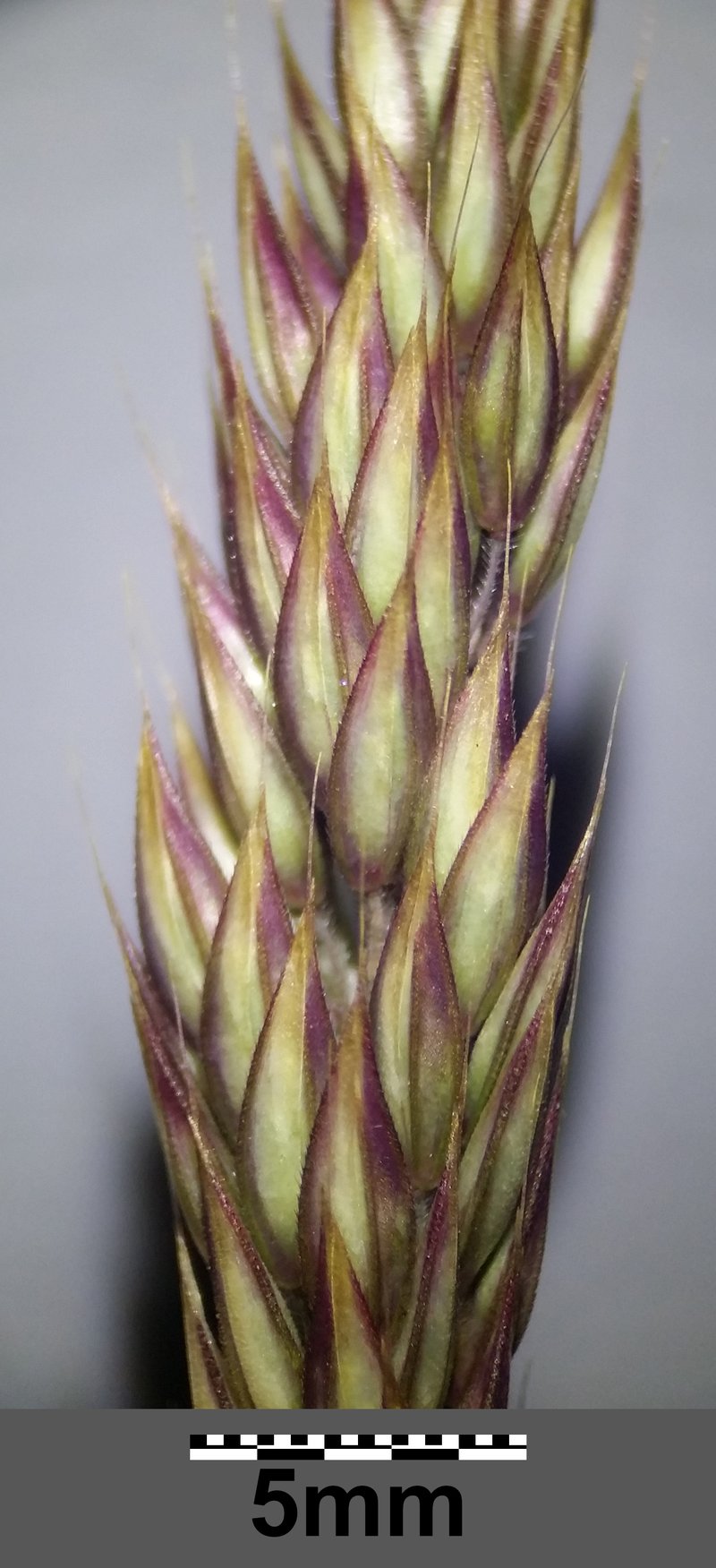 Creeping Velvetgrass photo 7
