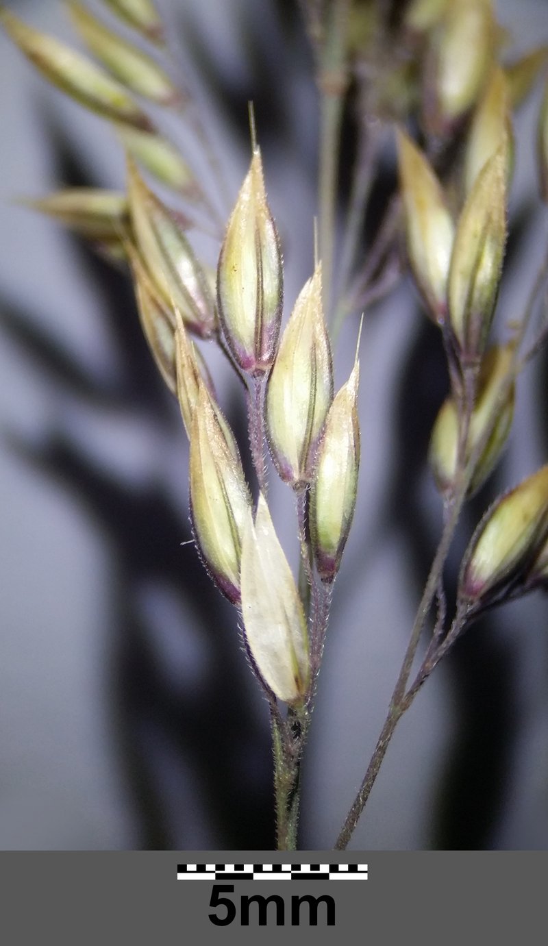 Creeping Velvetgrass photo 8