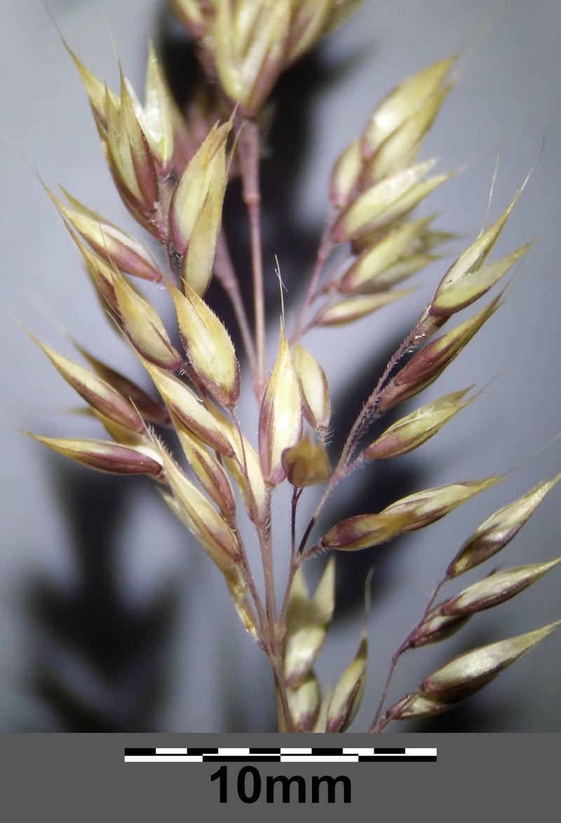 Creeping Velvetgrass photo 9