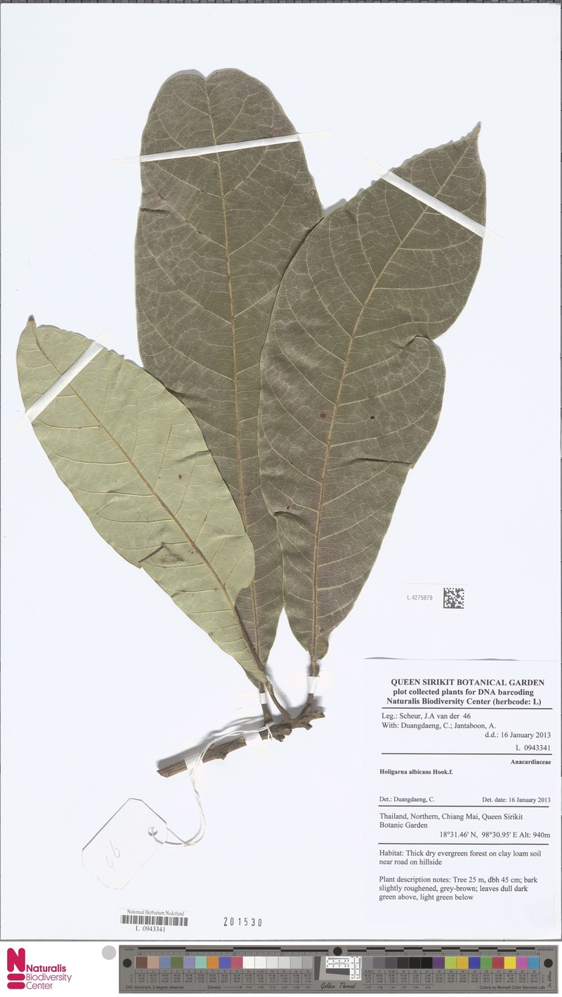 Holigarna albicans