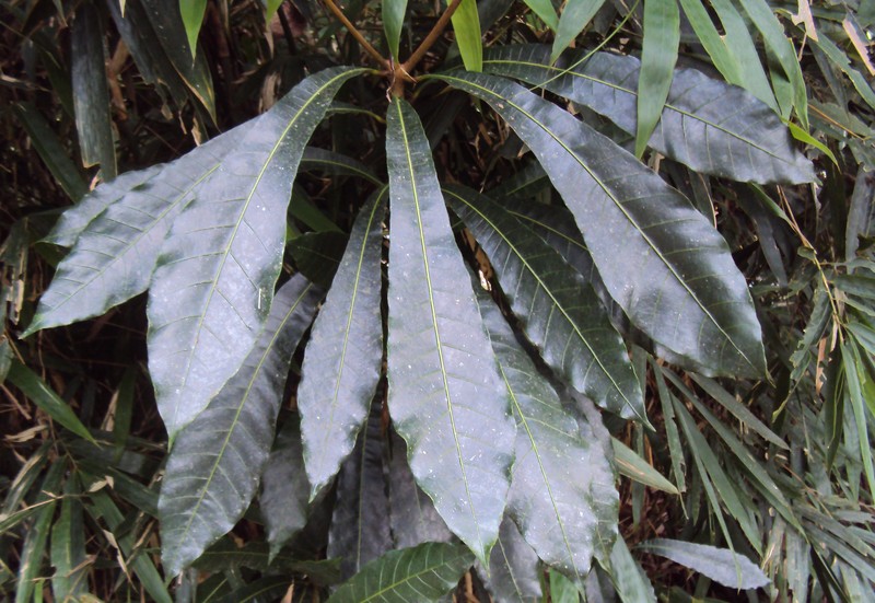 Holigarna arnottiana