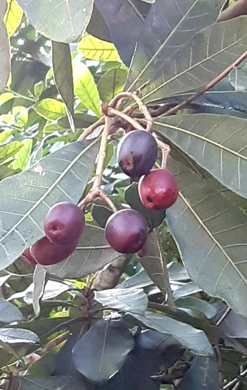 Holigarna arnottiana photo 3