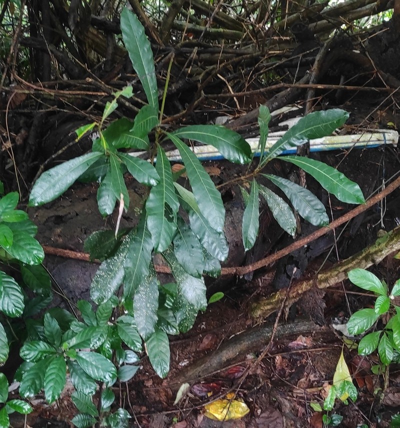 Holigarna arnottiana photo 6
