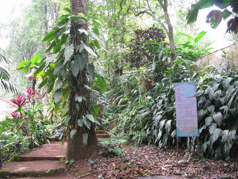 Holigarna beddomei photo 3