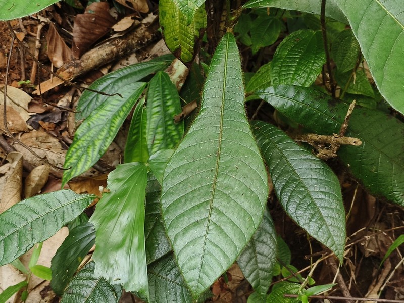 Holigarna beddomei photo 4