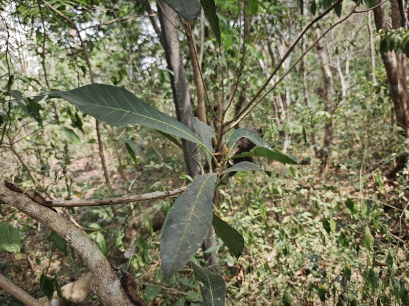 Holigarna ferruginea