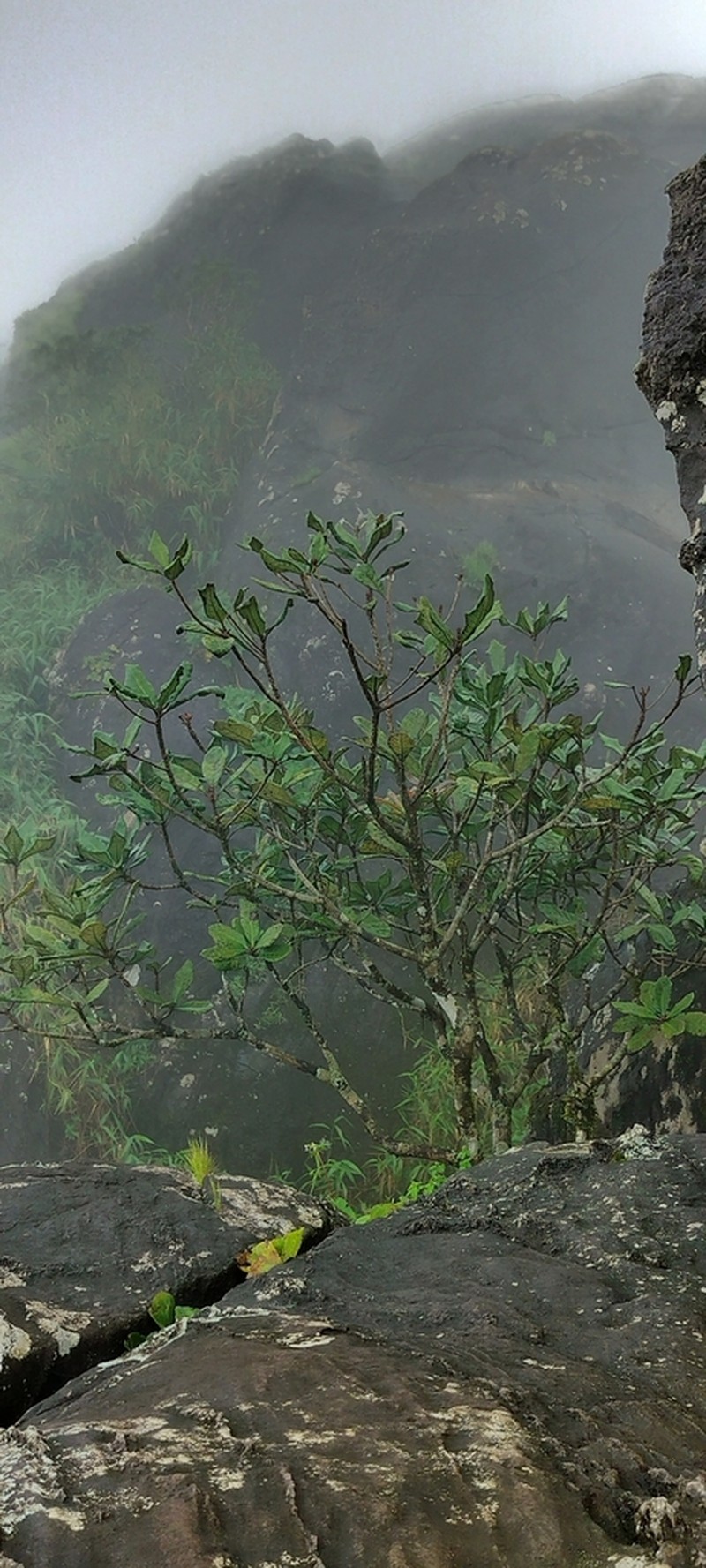Holigarna ferruginea photo 2