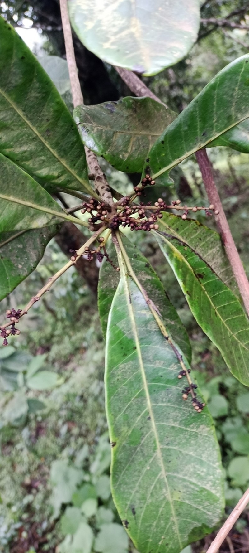 Holigarna ferruginea photo 4