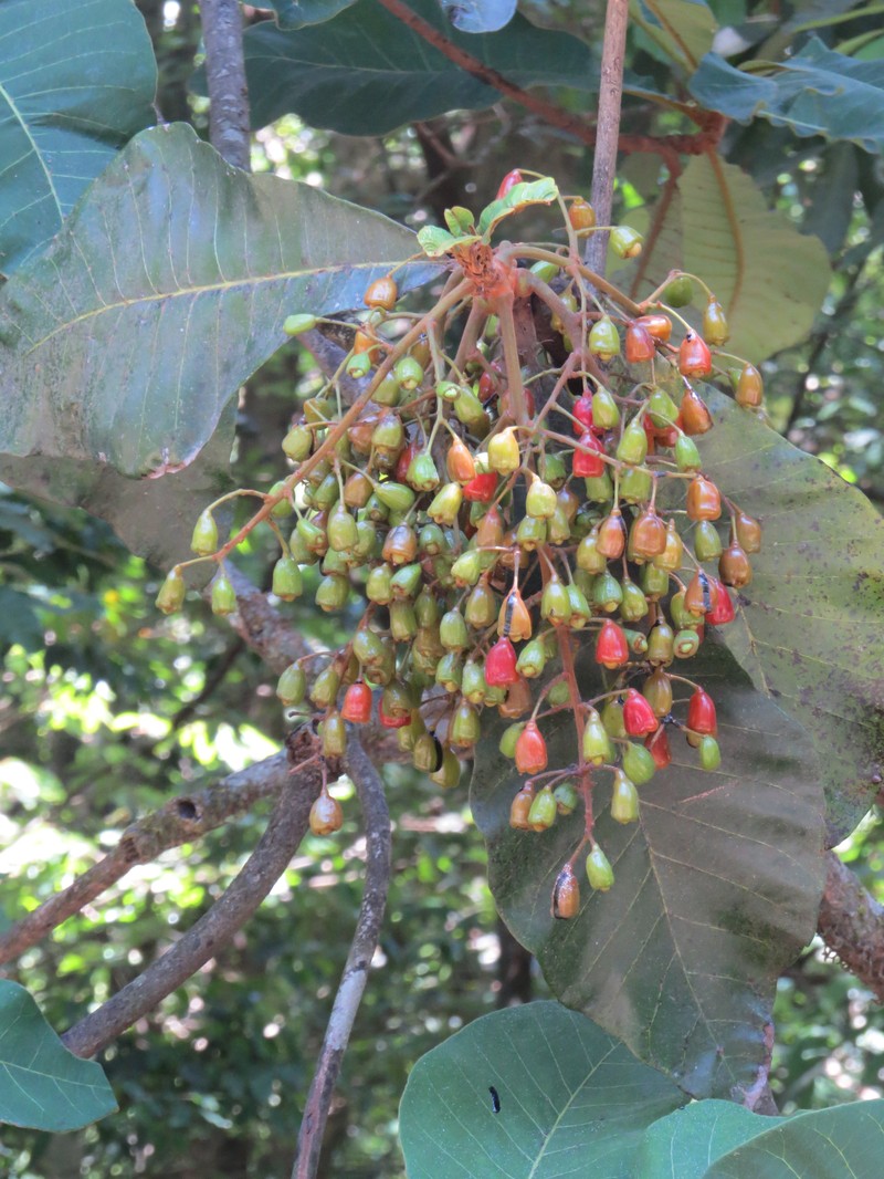 Holigarna grahamii