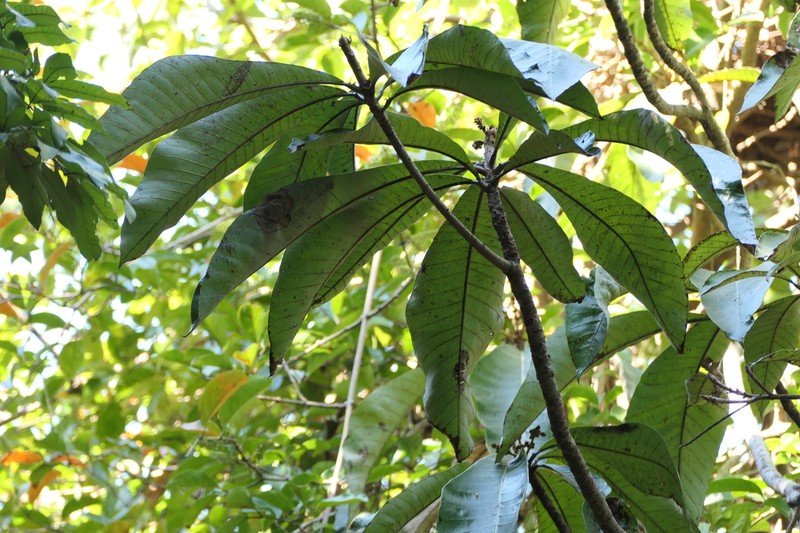 Holigarna grahamii photo 2