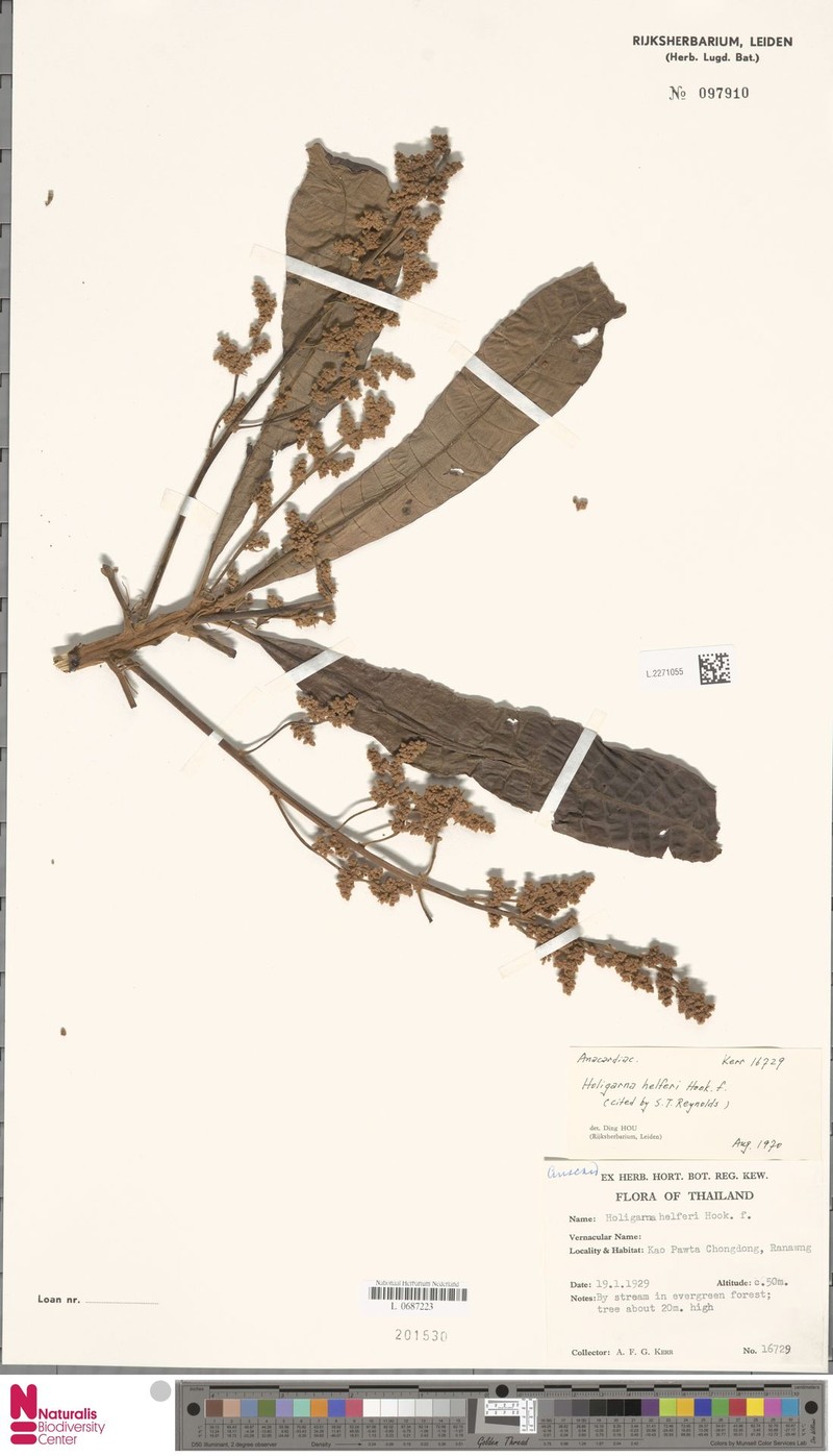 Holigarna helferi