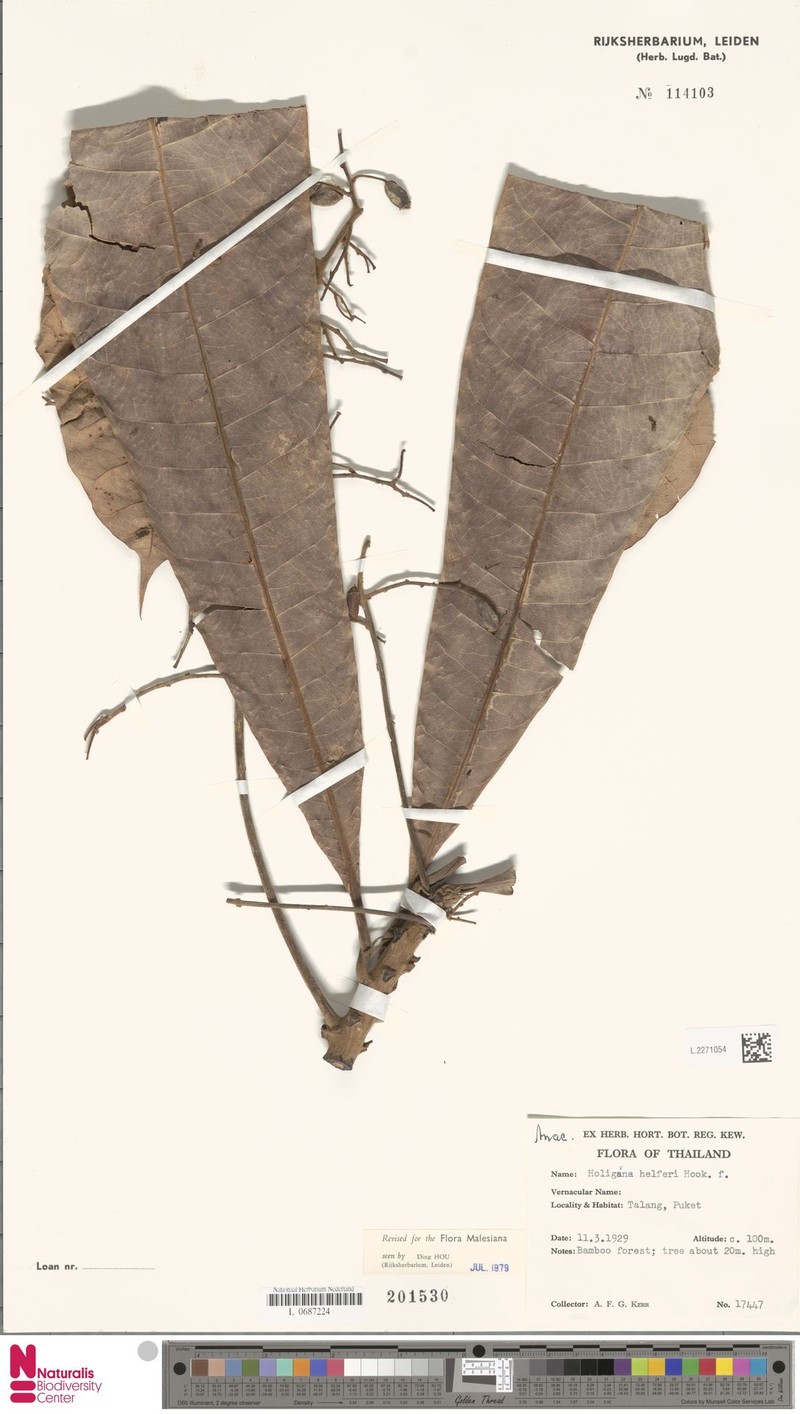 Holigarna helferi photo 2