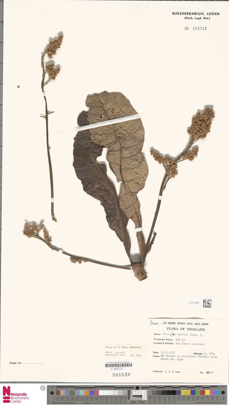 Holigarna helferi photo 3