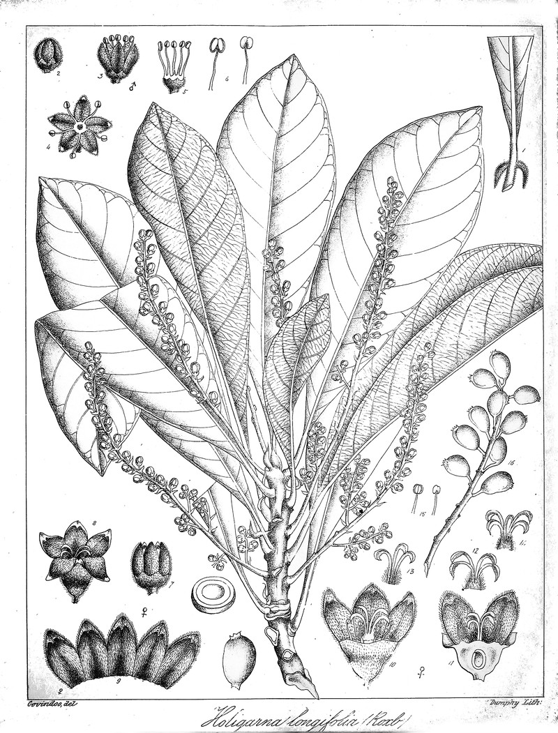 Holigarna longifolia