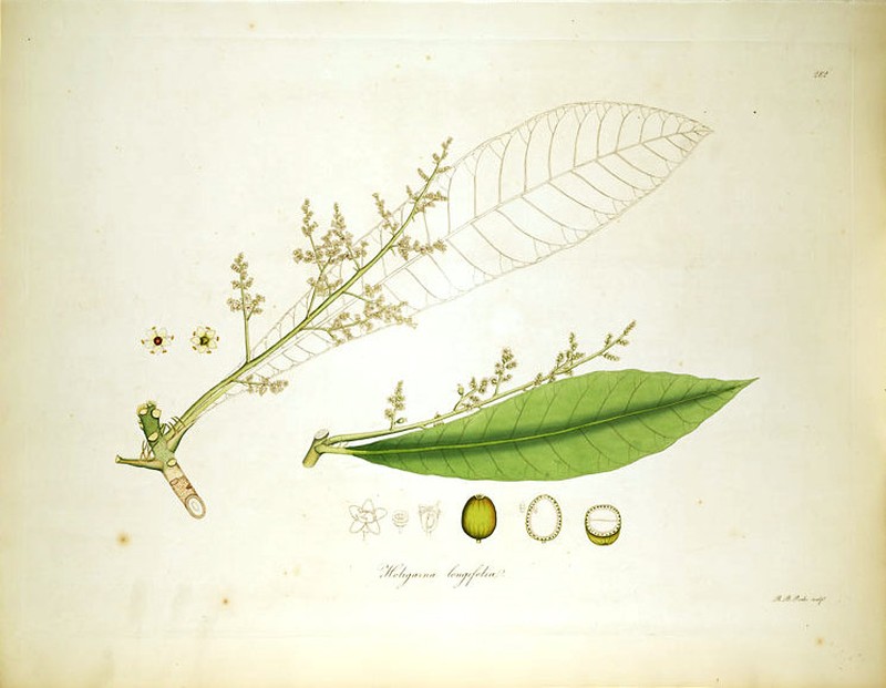Holigarna longifolia photo 2