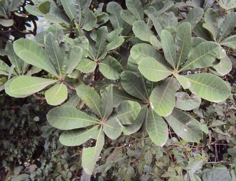 Holigarna nigra
