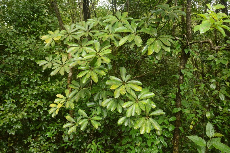 Holigarna nigra photo 2