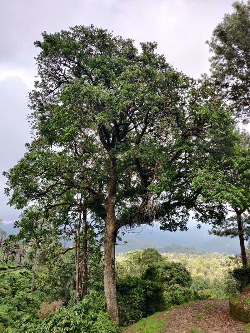 Holigarna nigra photo 3