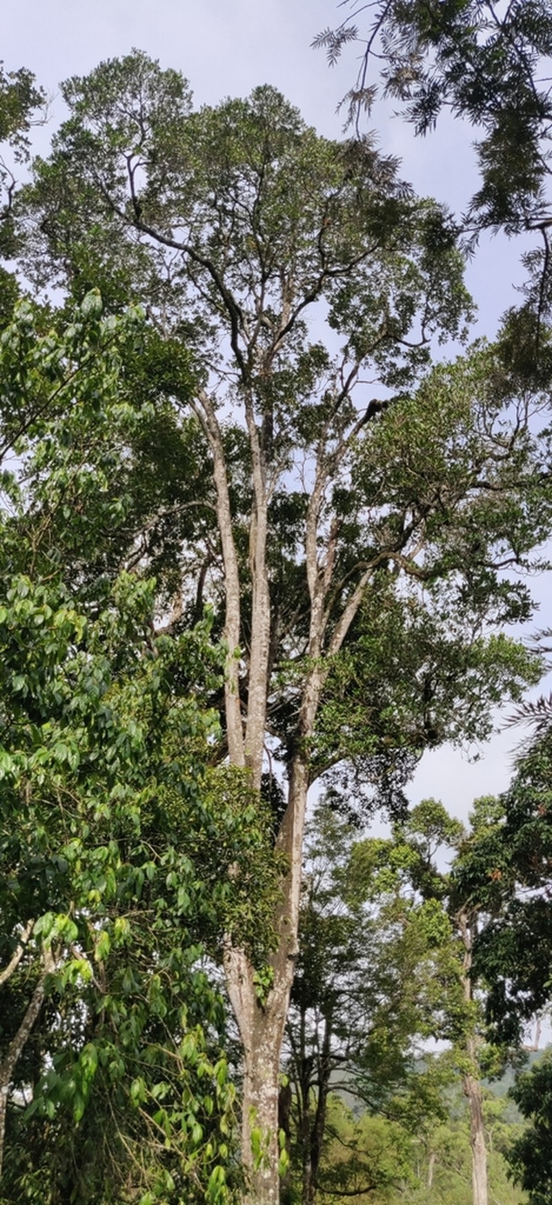 Holigarna nigra photo 5