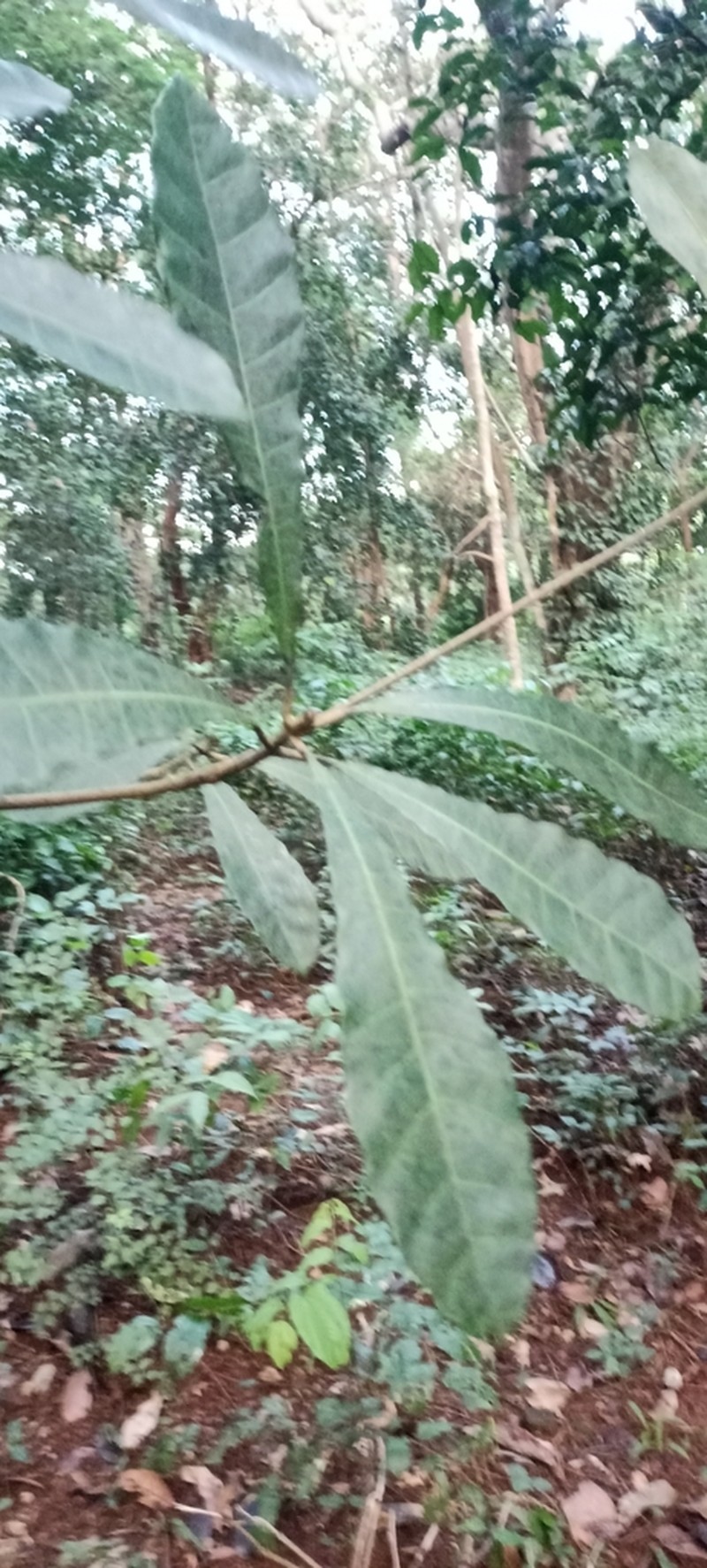 Holigarna nigra photo 6