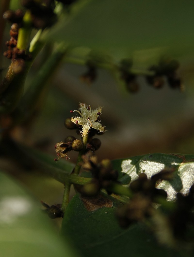 Holigarna nigra photo 7