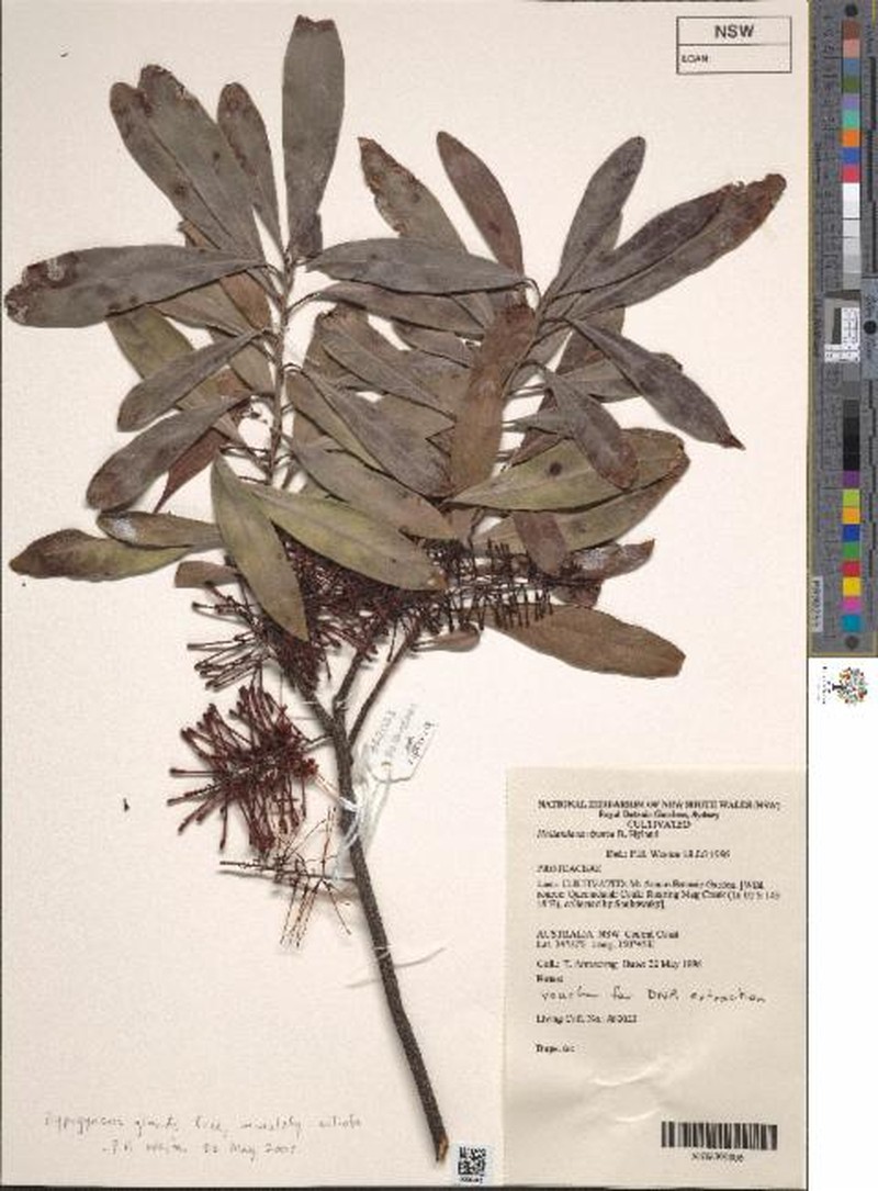 Hollandaea riparia