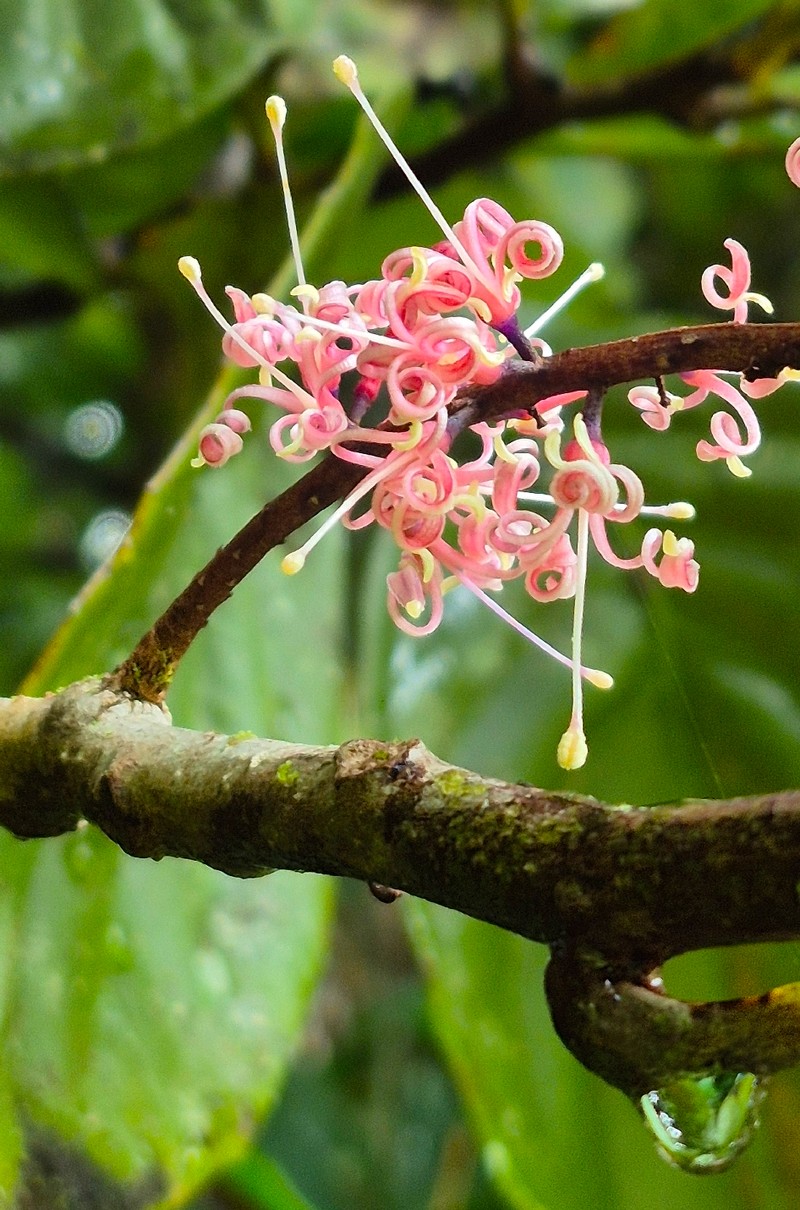 Hollandaea sayeriana