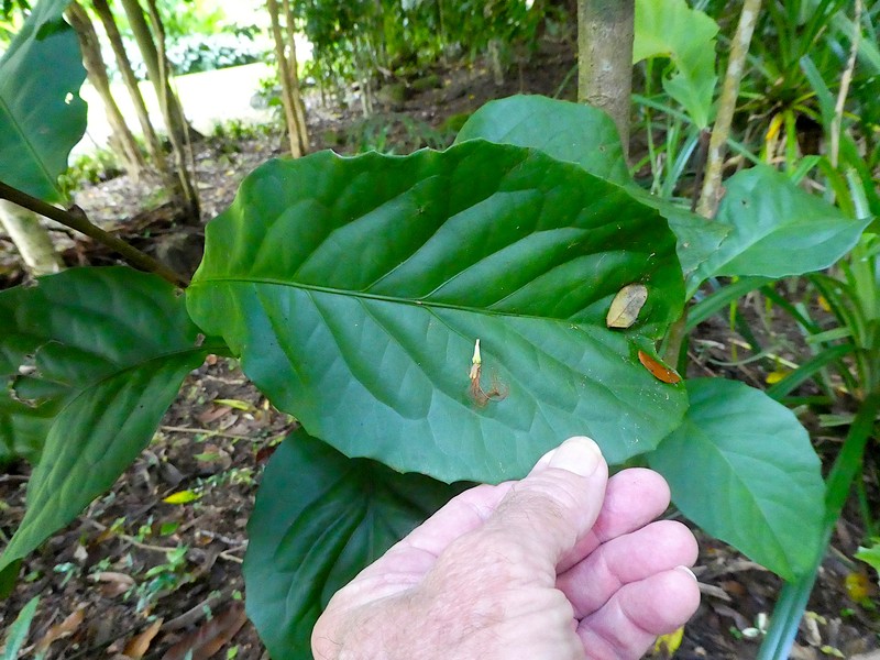 Hollandaea sayeriana photo 3