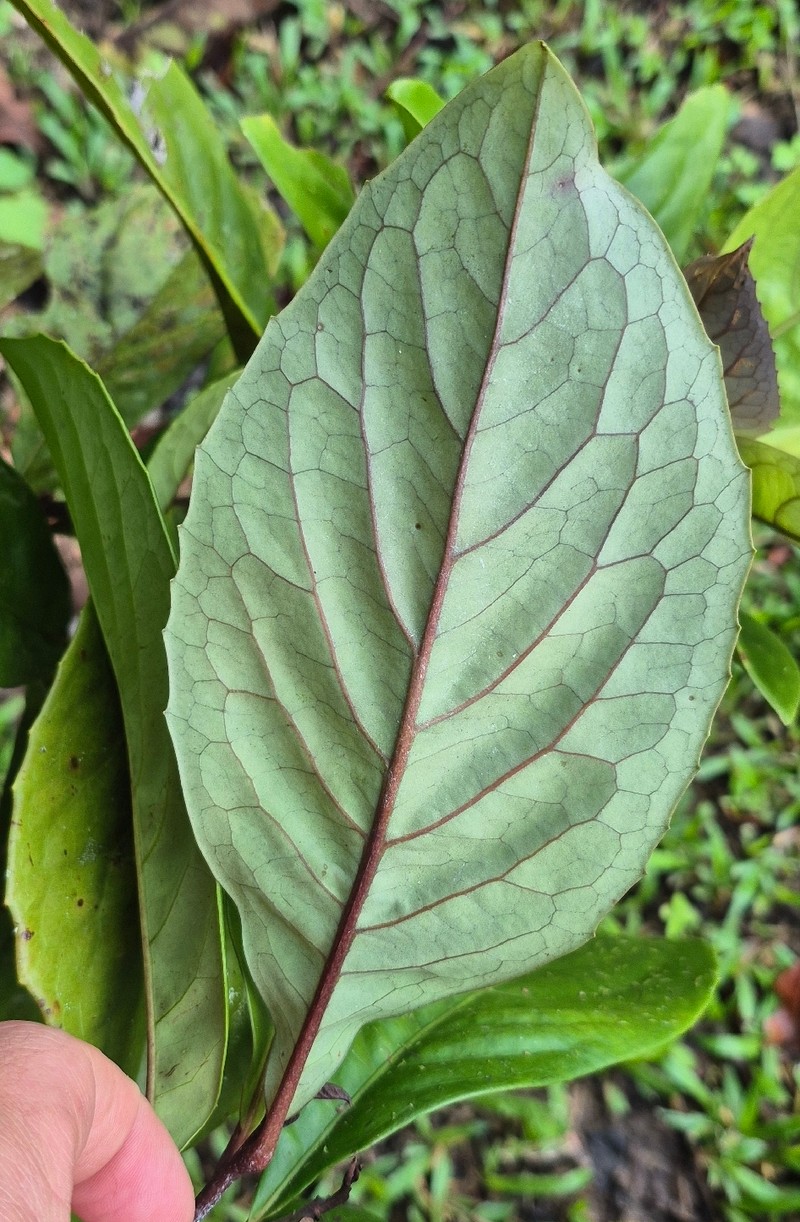Hollandaea sayeriana photo 4