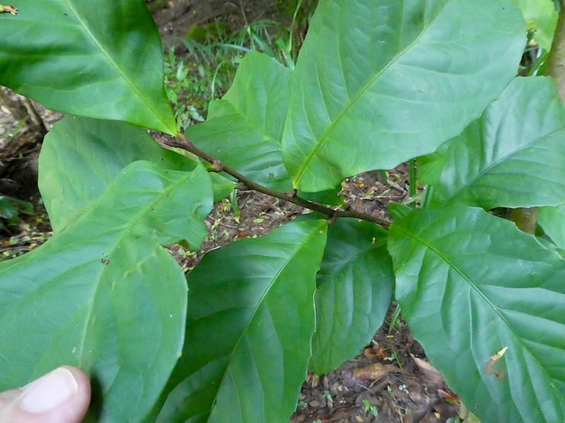 Hollandaea sayeriana photo 5