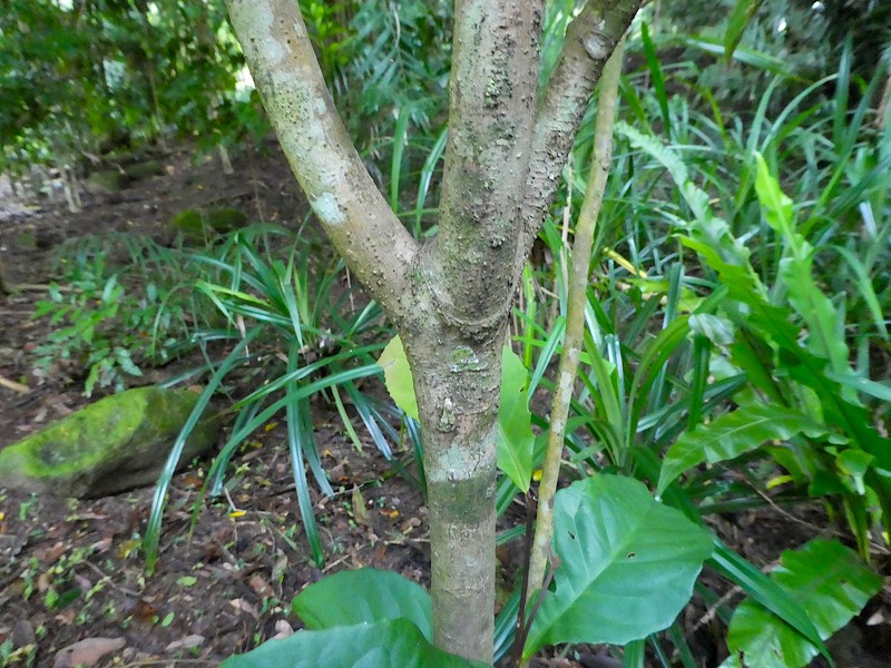 Hollandaea sayeriana photo 6