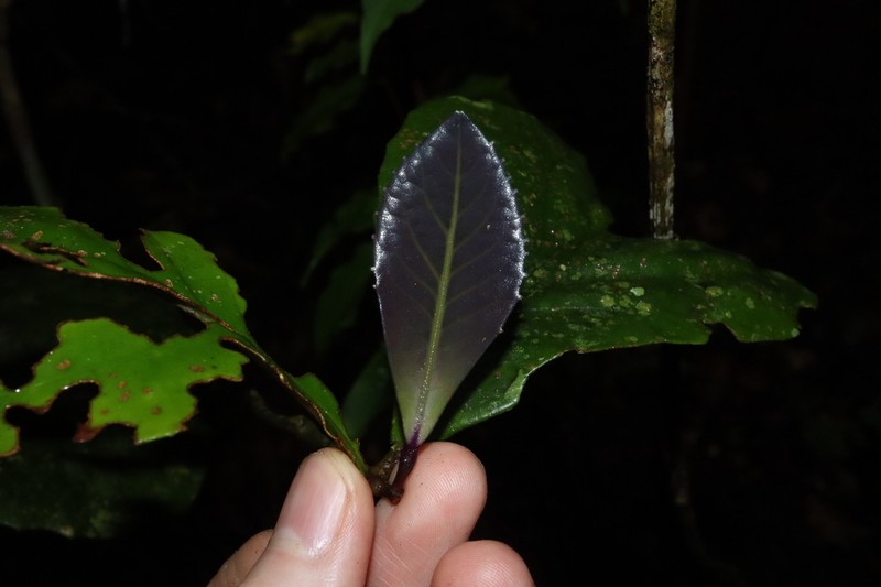 Hollandaea sayeriana photo 7