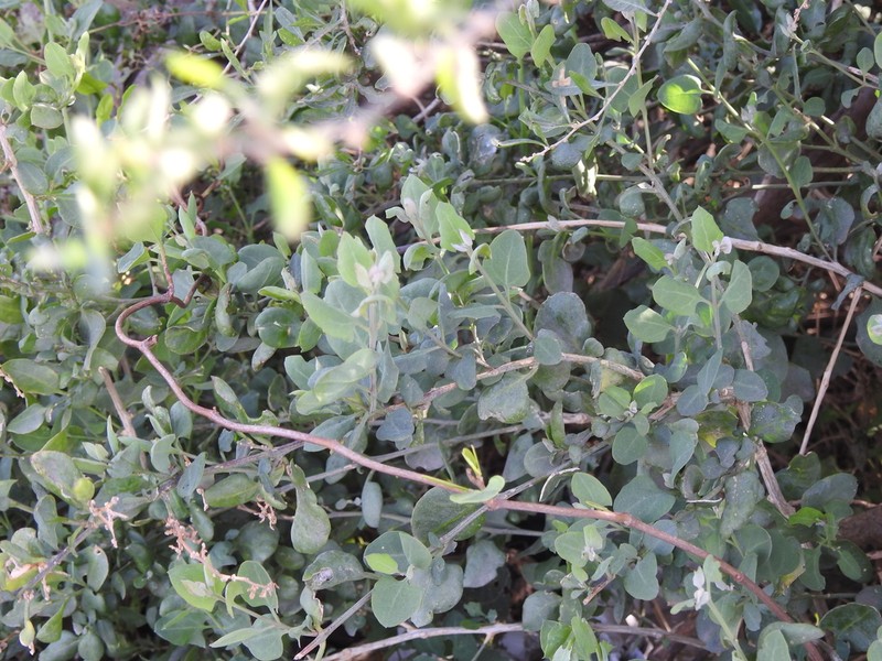 Holmbergia tweediei photo 2
