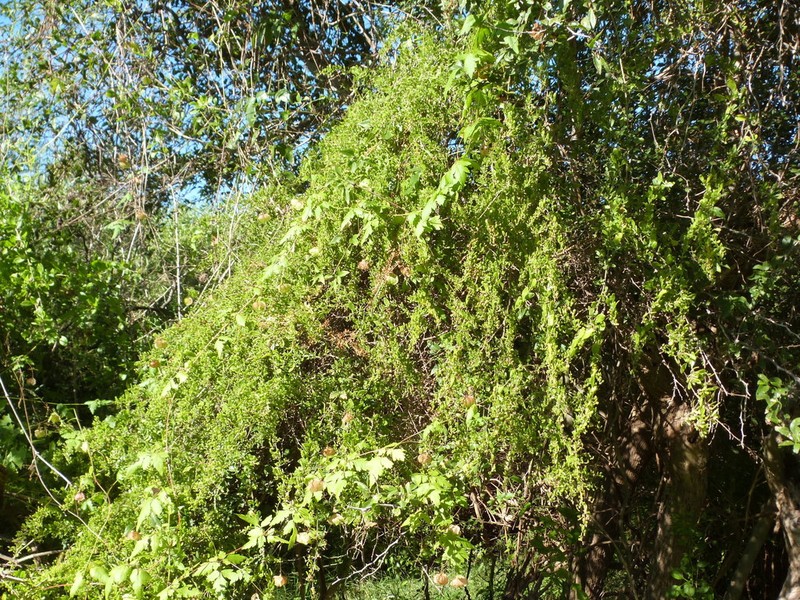 Holmbergia tweediei photo 4