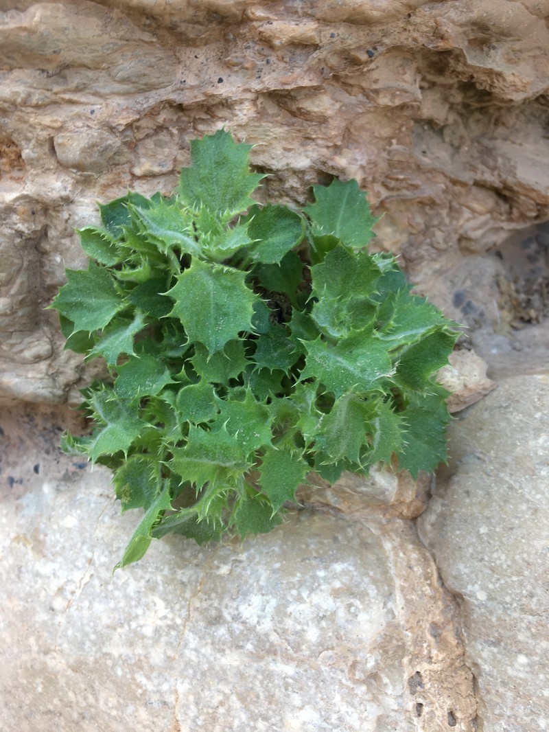 Rocklady photo 2