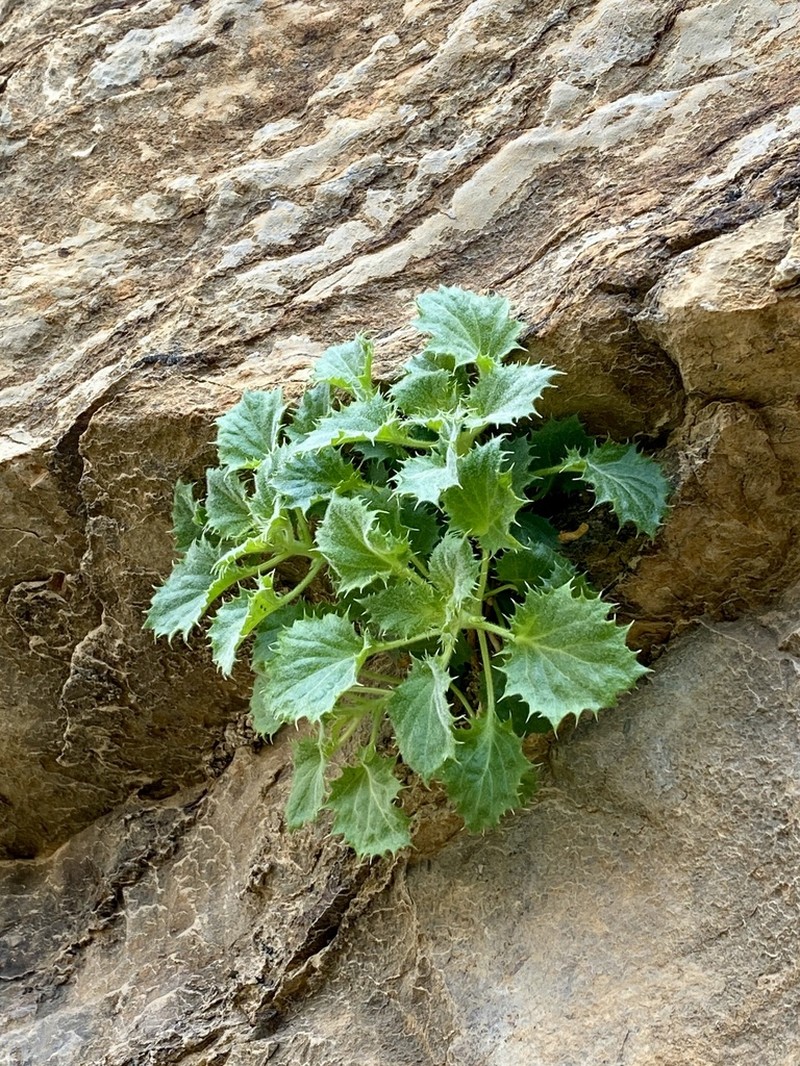 Rocklady photo 2