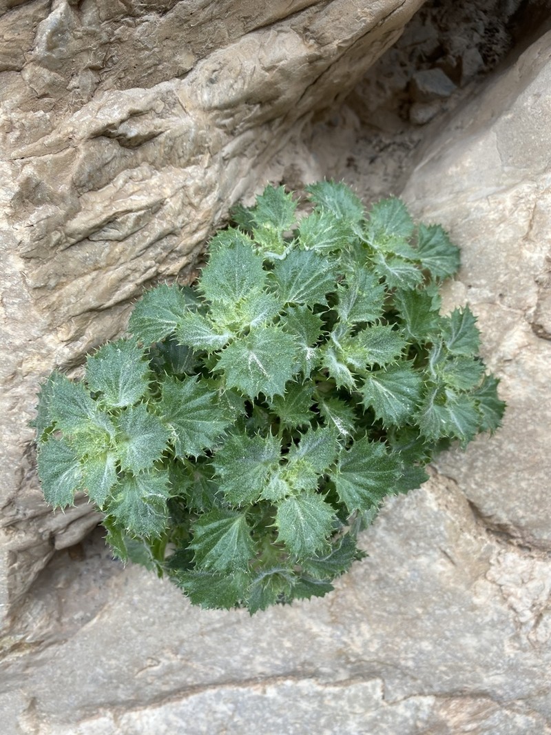 Rocklady photo 6