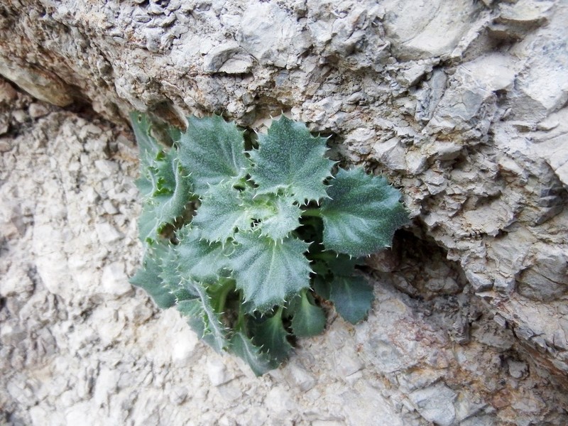 Rocklady photo 7