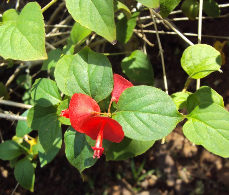 Chinese Hatplant photo 2