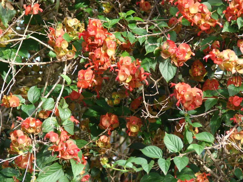 Chinese Hatplant photo 3