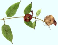Chinese Hatplant