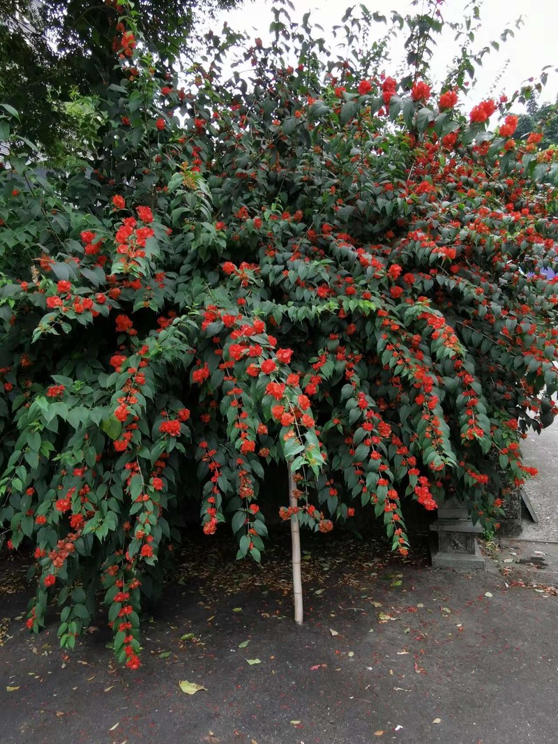 Chinese Hatplant photo 5