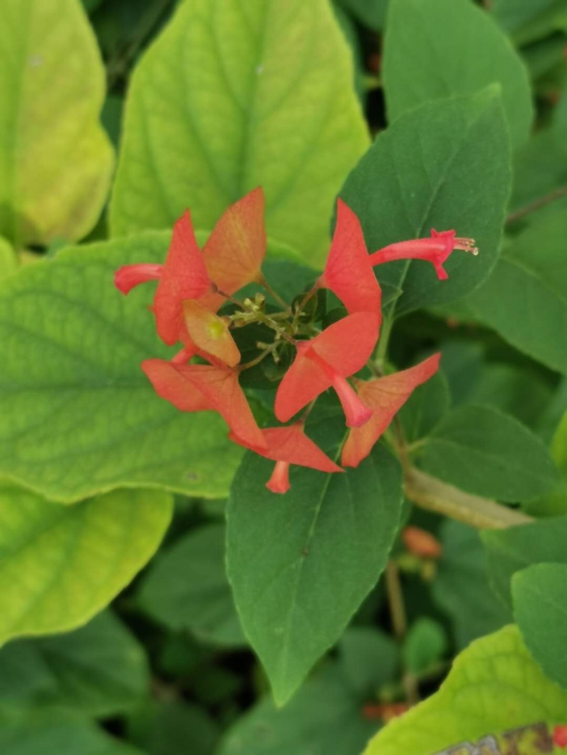 Chinese Hatplant photo 6