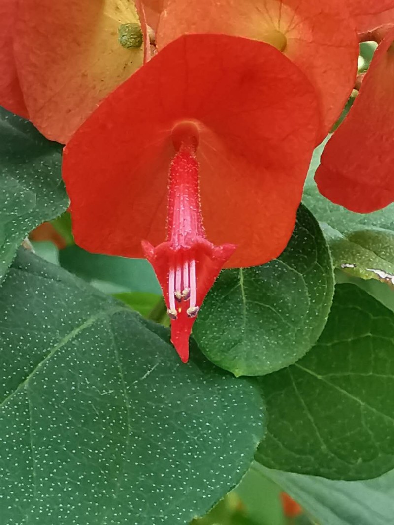 Chinese Hatplant photo 7