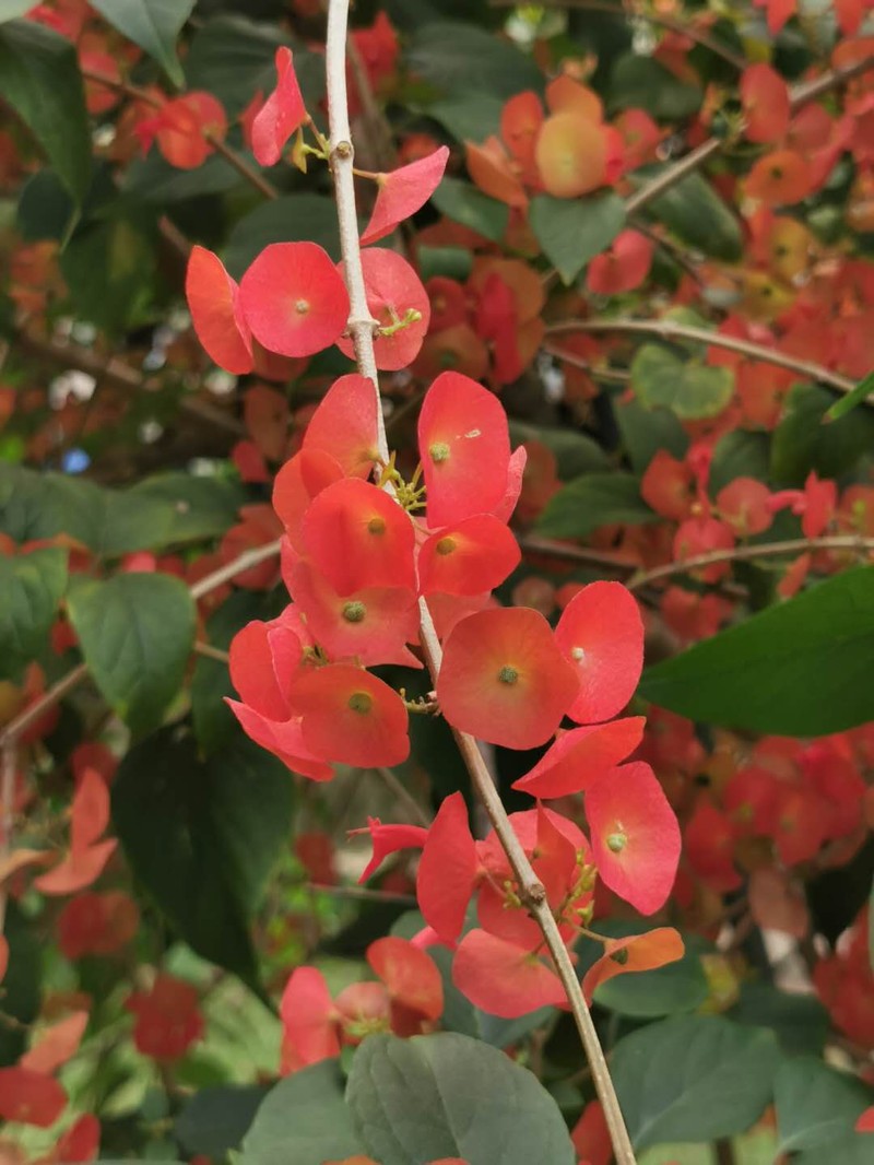 Chinese Hatplant photo 8