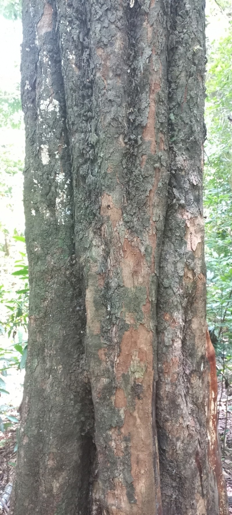 Holocalyx balansae photo 4