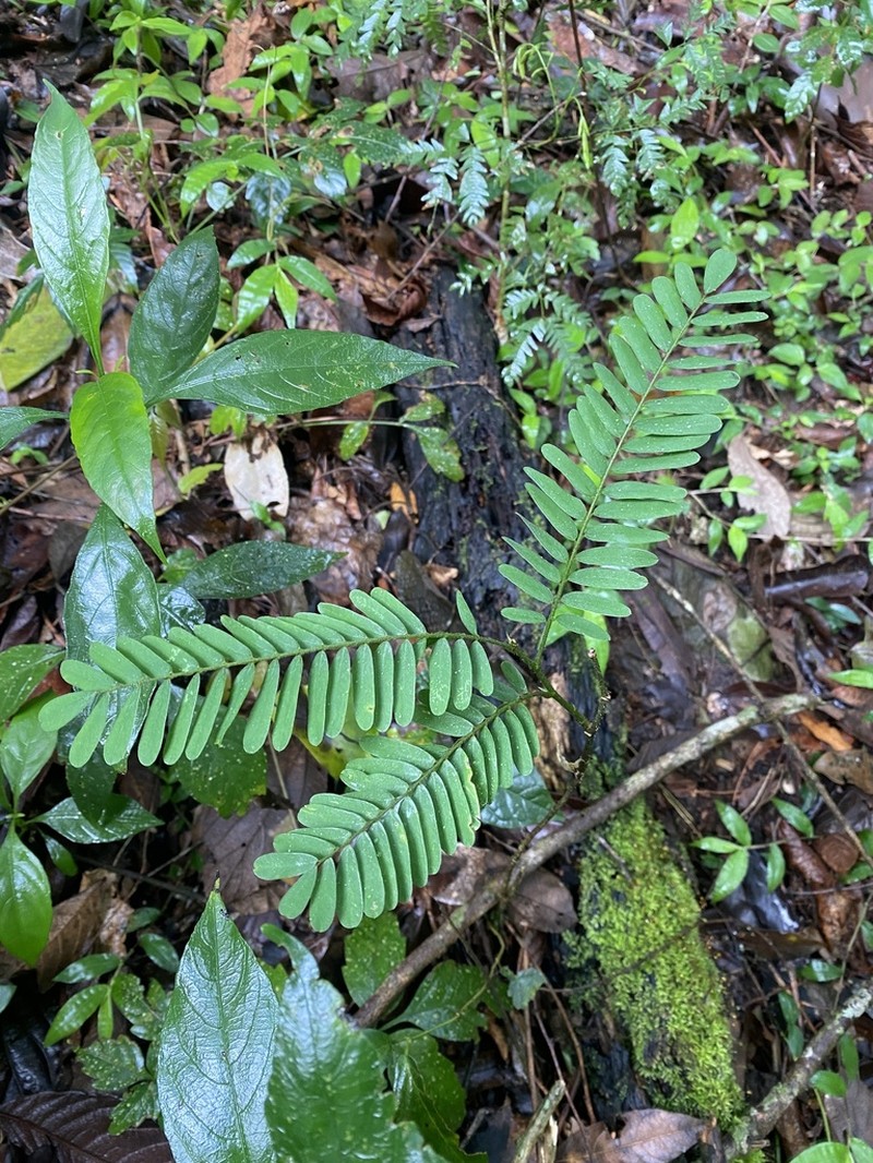 Holocalyx balansae photo 6