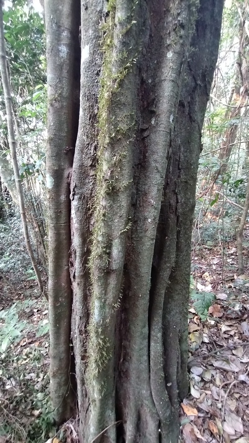 Holocalyx balansae photo 7